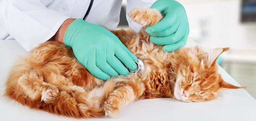 Процедура усыпления кошек